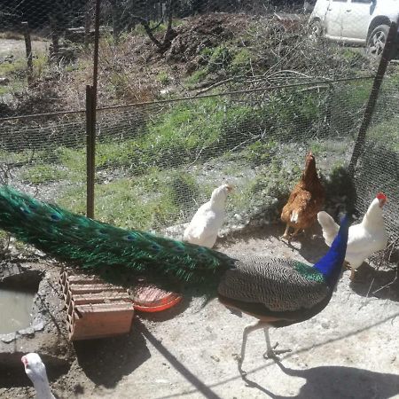 Seùlo Agriturismo Ticci מראה חיצוני תמונה