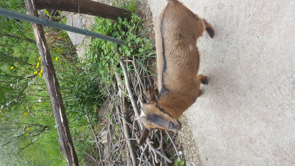 הוילה Seùlo Agriturismo Ticci מראה חיצוני תמונה