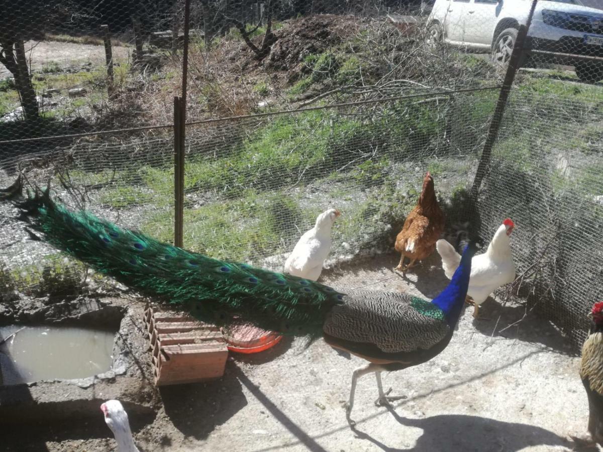 Seùlo Agriturismo Ticci מראה חיצוני תמונה